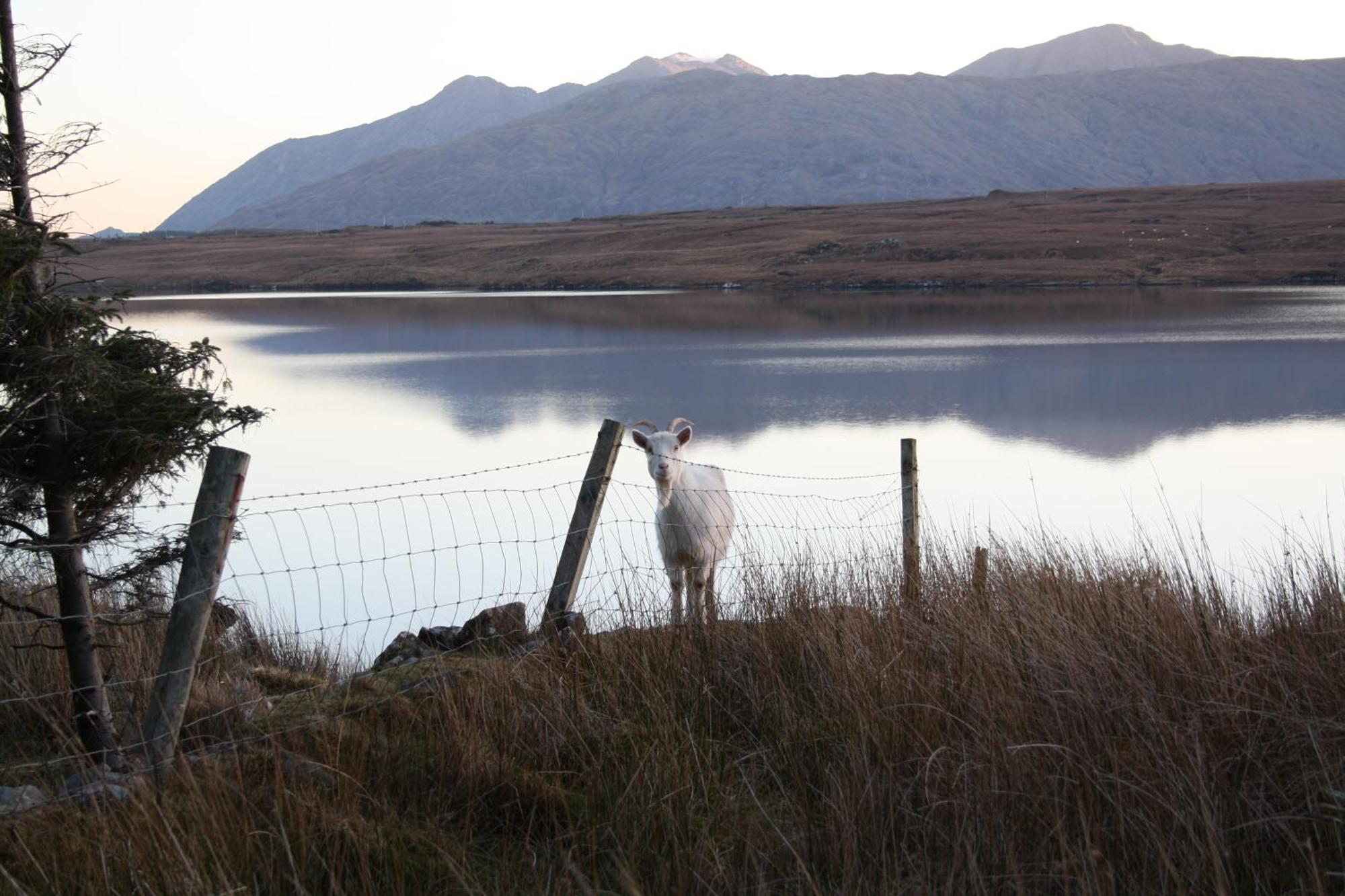The Connemara Hostel - Sleepzone Линон Экстерьер фото